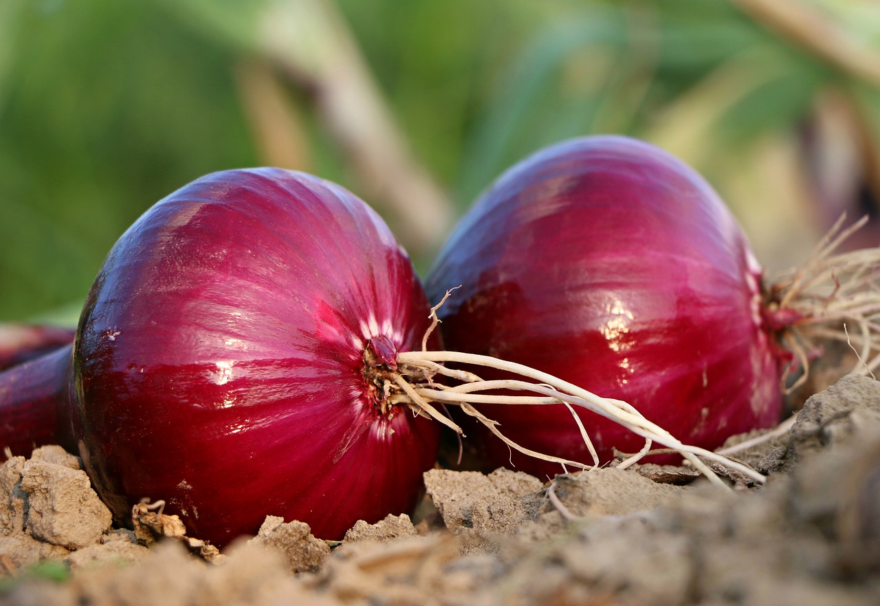 onion-1565604_1280