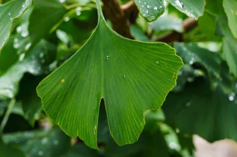 ginkgo biloba