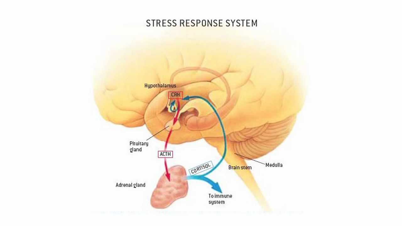 stress response stress response