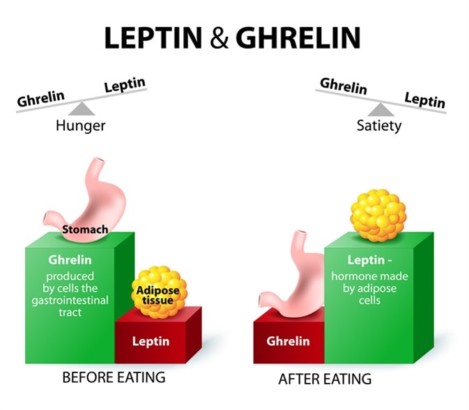 ghrelin leptin