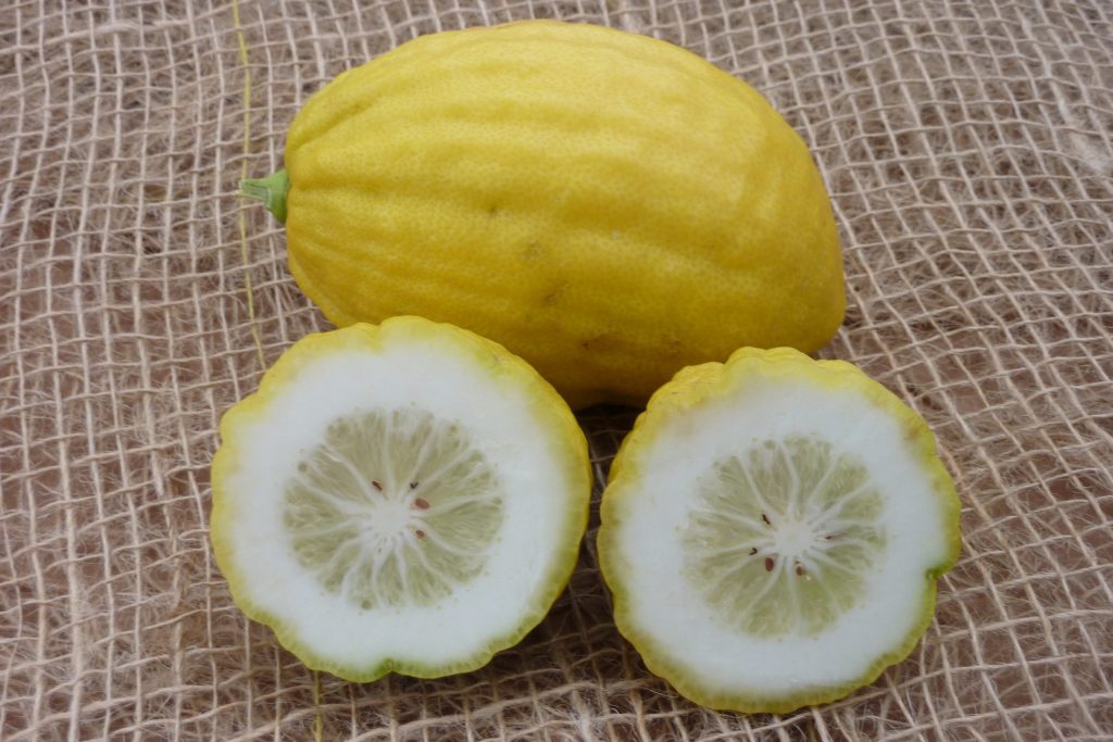 limau citron