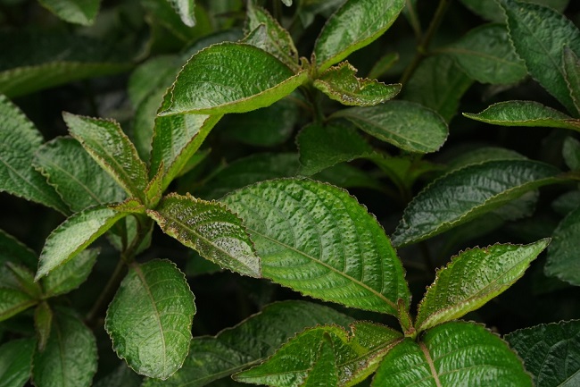 khasiat teh pecah beling